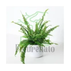 Boston Fern in California